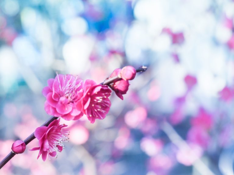 スマホできる 花写真をおしゃれに編集 梅の花編