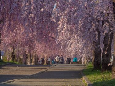 【写真スポット】福島には最高の桜スポットが！オススメを3か所ご紹介！